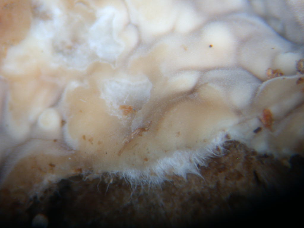 Da determinare...  (Dacryobolus karstenii)